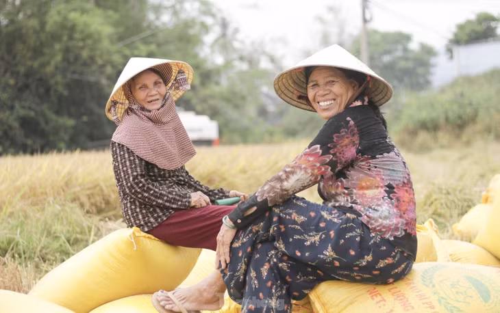 Năm nay do thời tiết thất thường nên năng suất lúa không đạt so với mọi năm nhưng nhìn những cánh đồng chín vàng cũng đem lại niềm vui cho người nông dân. (Ảnh: Trương Định)
