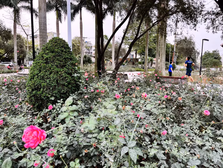 Hai năm gần đây, TP Cẩm Phả phát động trồng hoa hồng ở các cơ quan, đơn vị, khu phố...