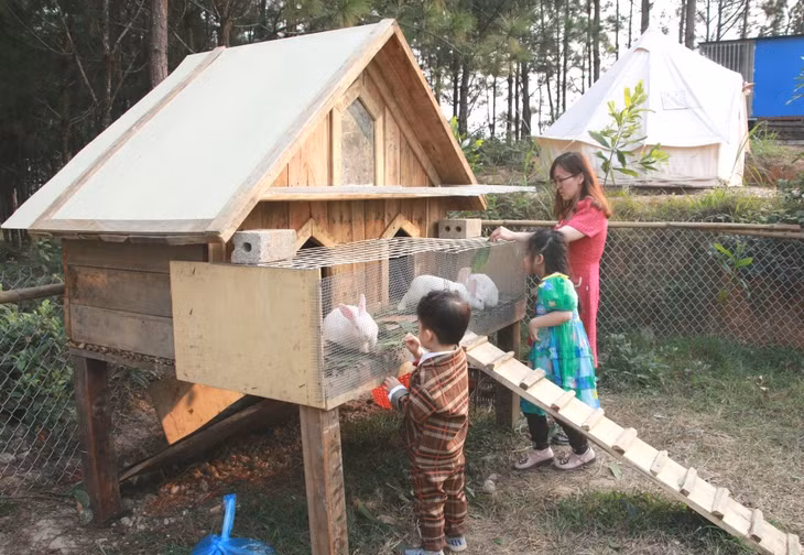 Chị Nguyễn Thị Mai Anh (TP Hải Phòng) cùng các con vui chơi, trải nghiệm cho thỏ ăn tại khu dã ngoại Gã Mơ Campart (phường Hoành Bồ, TP Hạ Long).