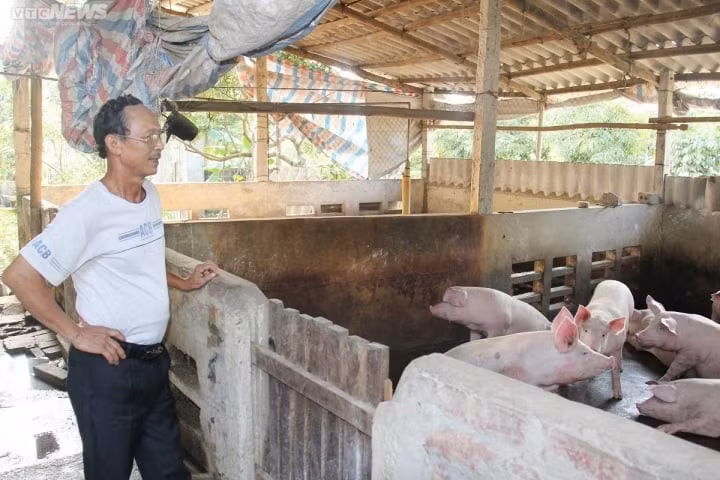 Ông Nguyễn Văn Vụ chưa dám tái đàn vì lo nuôi heo thua lỗ.