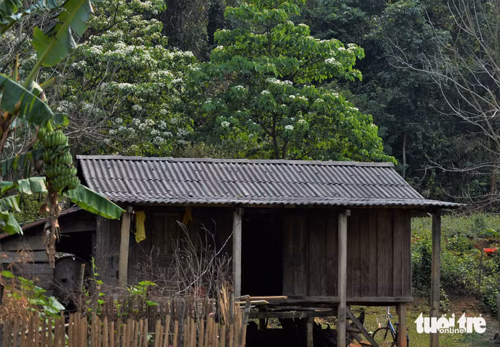 Tháng tư về, hoa trẩu nở khắp triền núi, bản làng huyện miền núi Hướng Hóa, Quảng Trị