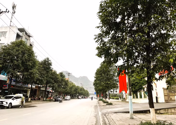 Đường Trần Phú đoạn qua phường Cẩm Thạch được trồng cây sao đen.
