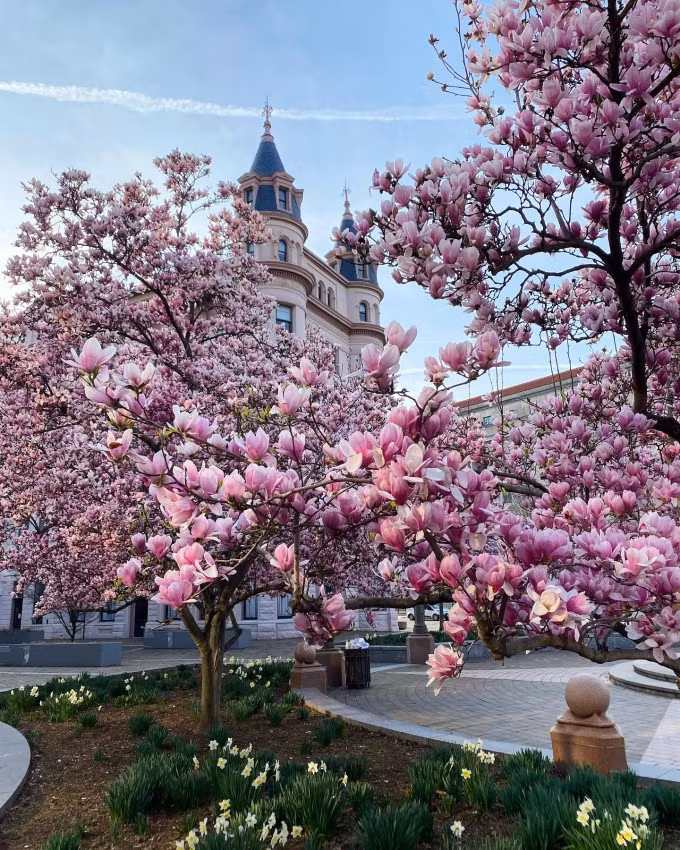 Mỗi độ xuân về, quảng trường trước Indiana Plaza là một trong những điểm check in được người dân và du khách yêu thích ở Washinton D.C. nhờ hàng cây mộc lan trổ bông hồng rực. Ảnh: Instagram thegeorgetownginger
