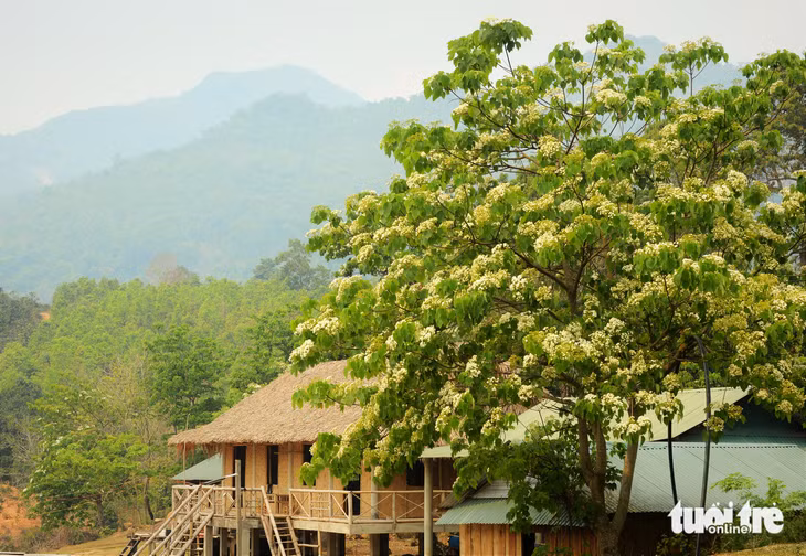 Những cây trẩu mọc quanh nhà người dân