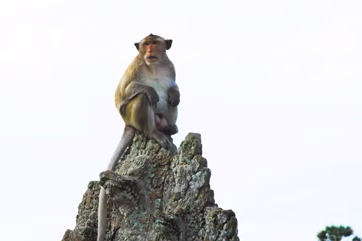 Nhiều chú khỉ được tự do chạy nhảy trong quần thể Angkor khiến du khách thích thú - Ảnh: MINH HUYỀN