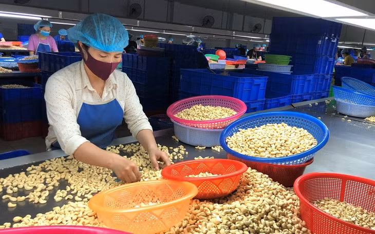 Đứng đầu thế giới về xuất khẩu nhân điều, nhưng ngành điều Việt Nam lại phụ thuộc quá nhiều vào nguồn nguyên liệu nhập khẩu (Ảnh: IT)
