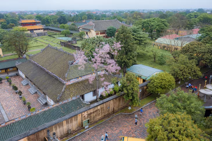 Tại Huế hiện nay còn nhiều cây ngô đồng tồn tại phía sau điện Thái Hoà, phía khu vực nhà Tả và Hữu Vu (Đại nội Huế). Ngoài ra, cây ngô đồng còn được tìm thấy ở một vài công viên ở Huế như Thương Bạc, Phu Văn Lâu, Tứ Tượng và một số lăng tẩm của các vị vua Minh Mạng, Tự Đức. (Ảnh: Đình Hoàng)
