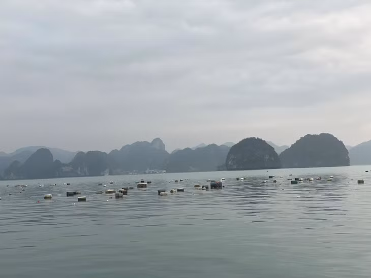 Nguyên nhân chính khiến lượng rác thải, phao xốp trôi nổi ở trên Vịnh Hạ Long và Vịnh Bái Tử Long là do các địa phương để cho người dân thực hiện tháo dỡ các lồng bè một cách tự phát.