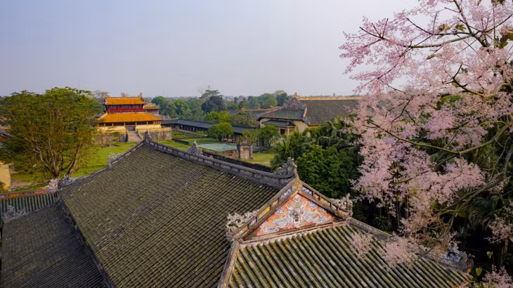 Hàng vạn bông hoa tím hồng khoe sắc bên mái ngói cung điện đẫm màu thời gian, ký ức.