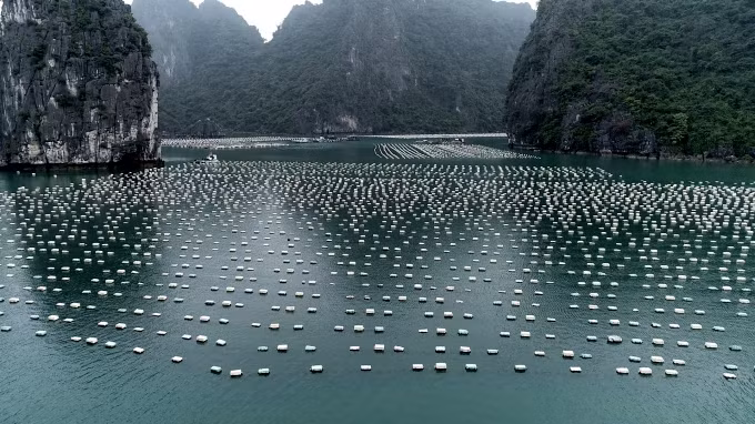 Việc sử dụng phao xốp trong NTTS đã làm phát sinh một lượng lớn rác thải ra môi trường biển của tỉnh.