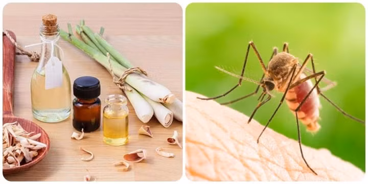 Cách đuổi muỗi, dĩn trong nhà hiệu quả không cần dùng hóa chất ảnh 1
