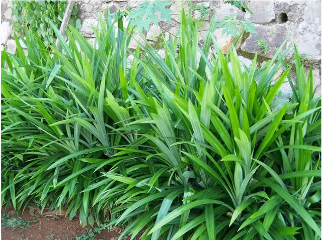 Mẹo khử mùi nhà vệ sinh hiệu quả, nhanh chóng ảnh 1