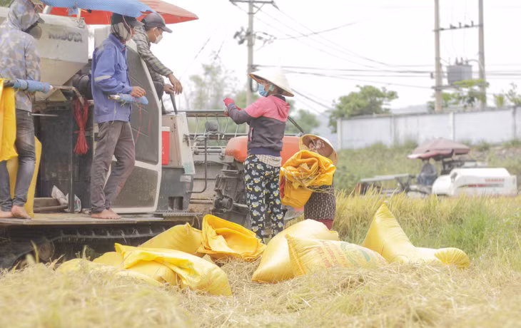 Cũng đang thu hoạch trên cánh đồng đội 2 của phường Nhơn Hòa, thị xã An Nhơn, bà Nguyễn Thị Lựu (60 tuổi) cho hay, năm nay thời tiết lạnh nhiều rồi đợt sạ lại gặp mưa nên cây lúa không phát triển được. “So với mọi năm, 3 sào của cô sau khi cắt xong được 28 bao lúa nhưng giờ chỉ còn 23 bao”, bà Lựu nói. (Ảnh: Trương Định)