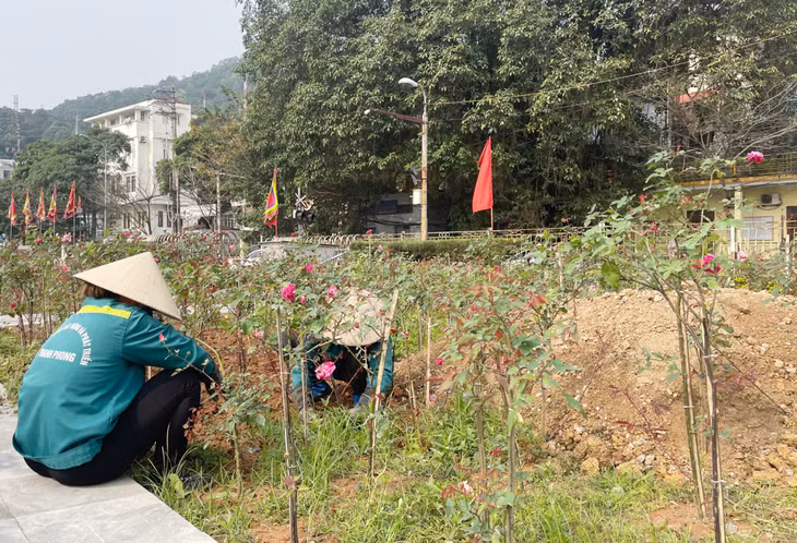 Công nhân Công ty TNHH Xây dựng và Phát triển Thanh Phong chăm sóc cây hoa hồng.