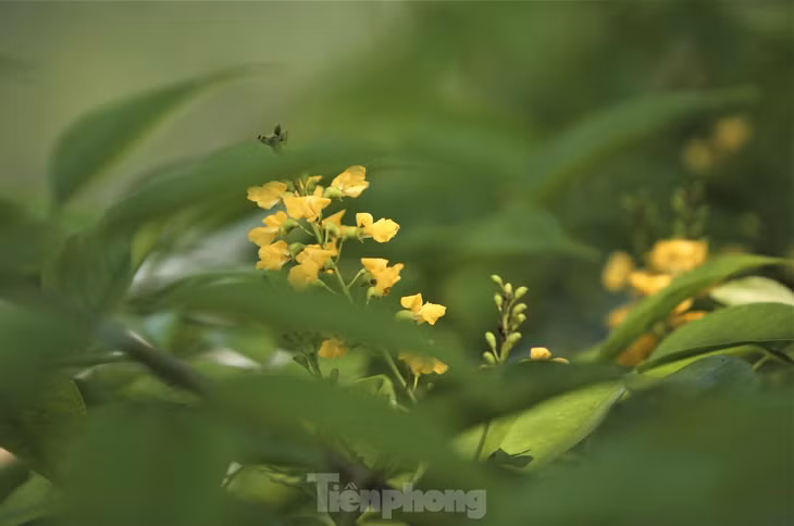 Những cánh hoa vàng rực xen giữa kẽ lá xanh.