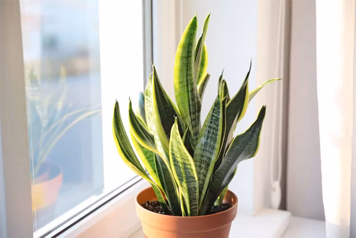 Cây lưỡi hổ thích hợp với điều kiện khô hạn, bị bỏ mặc vẫn phát triển. Ảnh: Positivebloom