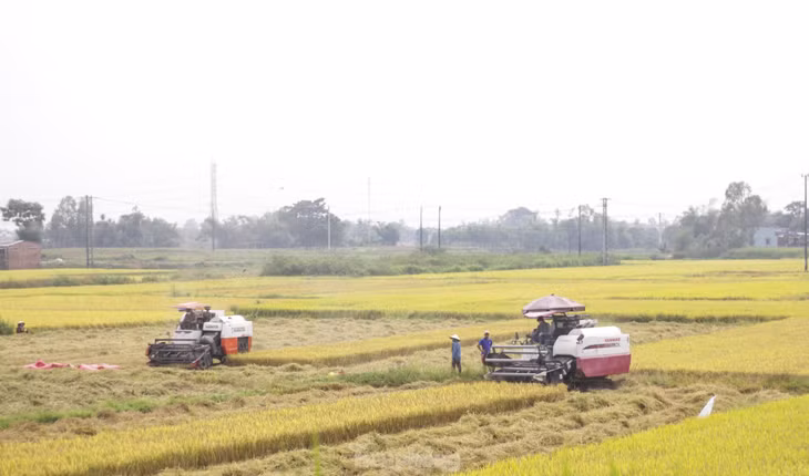 Thời điểm này, tại một số cánh đồng của huyện Tuy Phước hay thị xã An Nhơn của tỉnh Bình Định, lúa đã chín vàng, một số đã được thu hoạch, số còn lại đang chờ gặt trong vài ngày tới. (Ảnh: Trương Định)