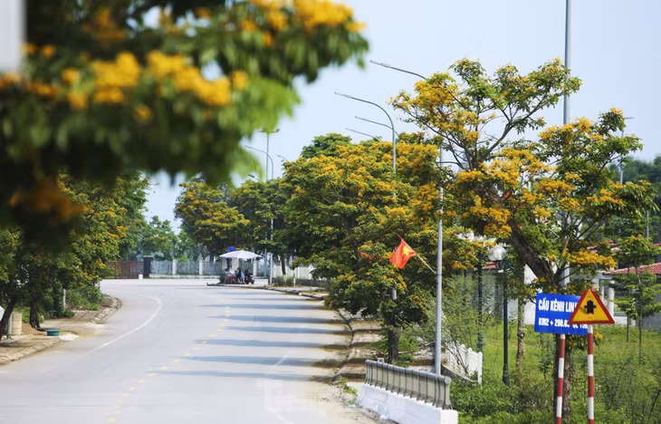 Những cây giáng hương khoe sắc trong nắng khiến người đi qua nao lòng.