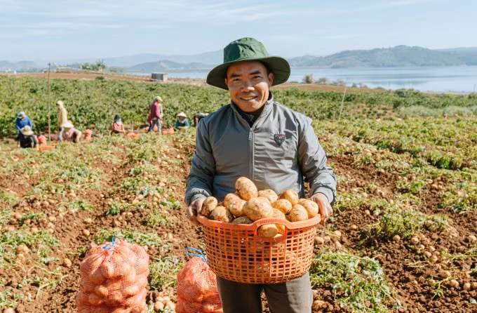 Ông Đặng Xuân Tĩnh đang thu hoạch khoai tây tại Đơn Dương (Lâm Đồng). Ảnh: Linh Đan