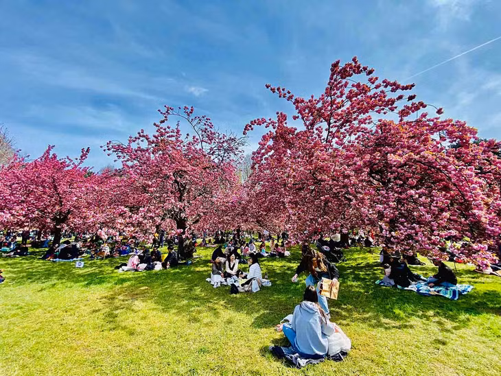 Vào khoảng cuối tháng Ba, đến tháng Tư, vườn hoa anh đào tại Parc de Sceaux sẽ bung nở rực rỡ với hai sắc trắng và hồng. Ảnh: Milolaland