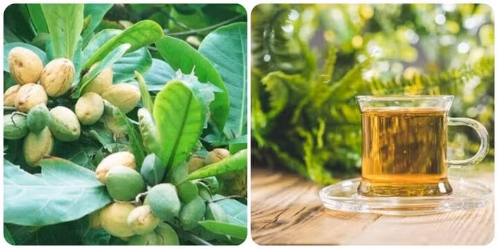 Lá bàng có nhiều tác dụng với sức khỏe