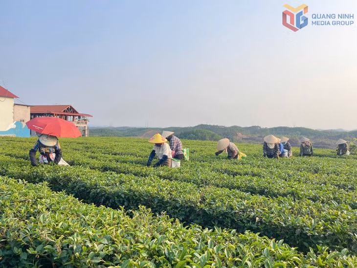 Xã Đường Hoa hiện có khoảng 120ha chè.