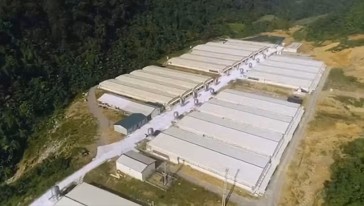 Trang trại chăn nuôi của Công ty TNHH Dabaco Thanh Hóa nơi xảy ra vụ tai nạn lao động.