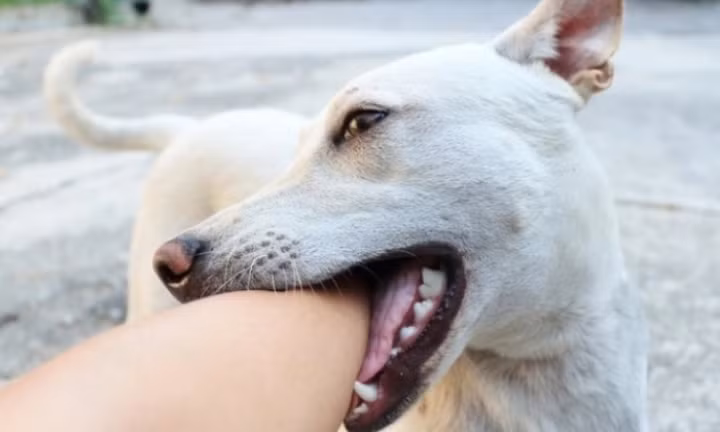 Bệnh dại do bị vật nuôi như chó, mèo… cắn được khuyến cáo là bệnh nguy hiểm. Thực tế mỗi năm ở Việt Nam ghi nhận hàng chục trường hợp tử vong do bị chó, mèo cắn. (Ảnh minh họa)