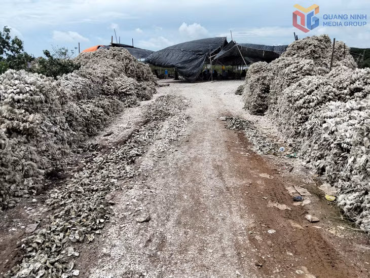 Vỏ hàu chất thành đống lớn tại cổng vào một cơ sở sơ chế hàu ở thôn Xóm Giáo, xã Đầm Hà.