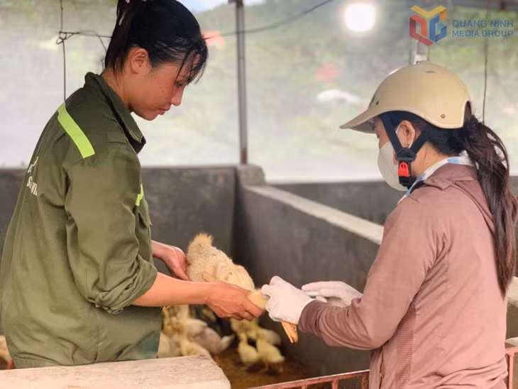 Trung tâm Cung ứng dịch vụ phường Bình Khê triển khai tiêm phòng vắc xin cho đàn gia cầm.