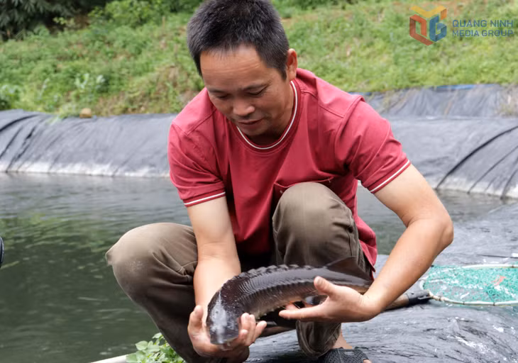 Cá tầm nuôi phù hợp với điều kiện nước lạnh đầu nguồn và cho chất lượng tốt.