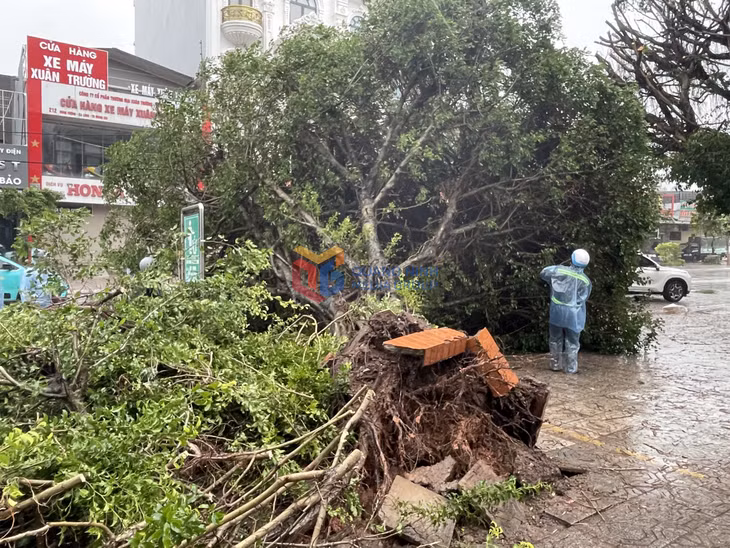 Một số cây to bị bật gốc.