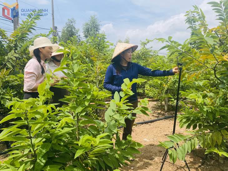 Chị Vũ Thị Mai, khu Tiền An 2 (phường Quảng Yên) chuẩn bị livestream ngay tại vườn của gia đình.