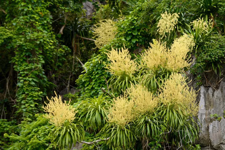 Phất dụ nở vàng rực trên núi đá Hạ Long.