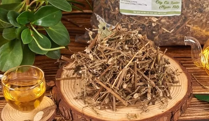 Cỏ xước sau khi thu hái được rửa sạch, phơi hoặc sấy khô rồi sắc với nước uống hằng ngày (Ảnh minh họa)