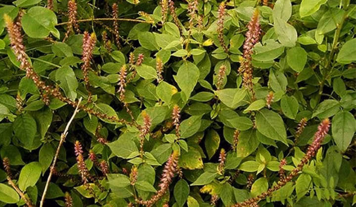 Cỏ xước, còn gọi là ngưu tất nam (Ảnh minh họa)