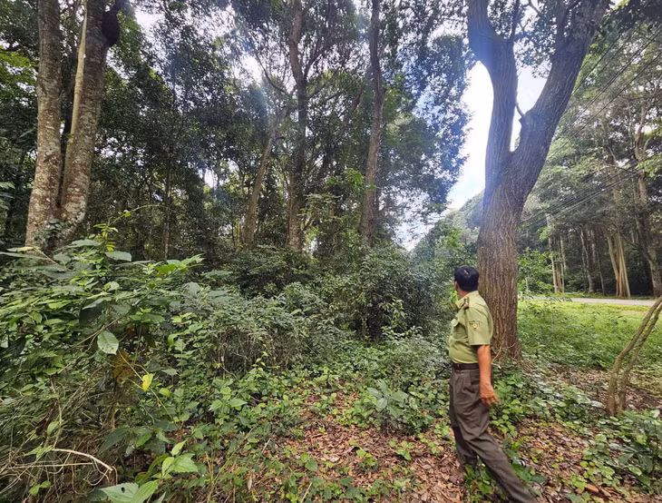 Kiểm lâm viên bên những gốc cây gỗ lớn trong rừng Xuân Sơn.