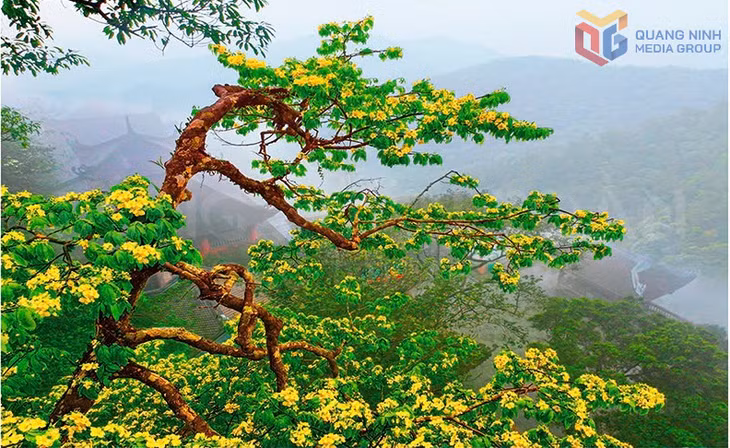 Một cây mai nở hoa giữa sườn núi.