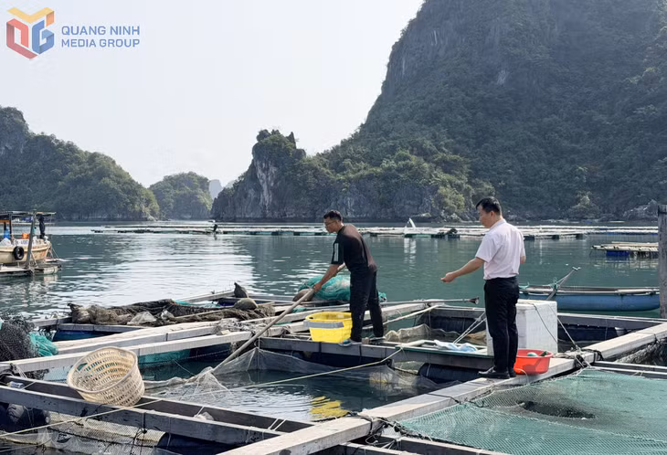 Lãnh đạo phòng giao dịch ngân hàng CSXH Vân Đồn kiểm tra việc sử dụng vốn vay của người dân.