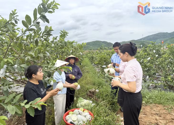 Mô hình trồng ổi lai lê Đài Loan của gia đình chị Hoàng Thị Hợi (phường Hoành Bồ) phát huy hiệu quả từ nguồn vốn tín dụng chính sách.