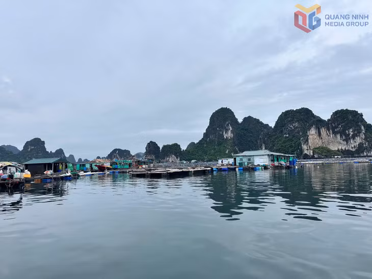 Khoảng 93% số cơ sở được giao khu vực biển vẫn là các hộ sản xuất quy mô nhỏ.