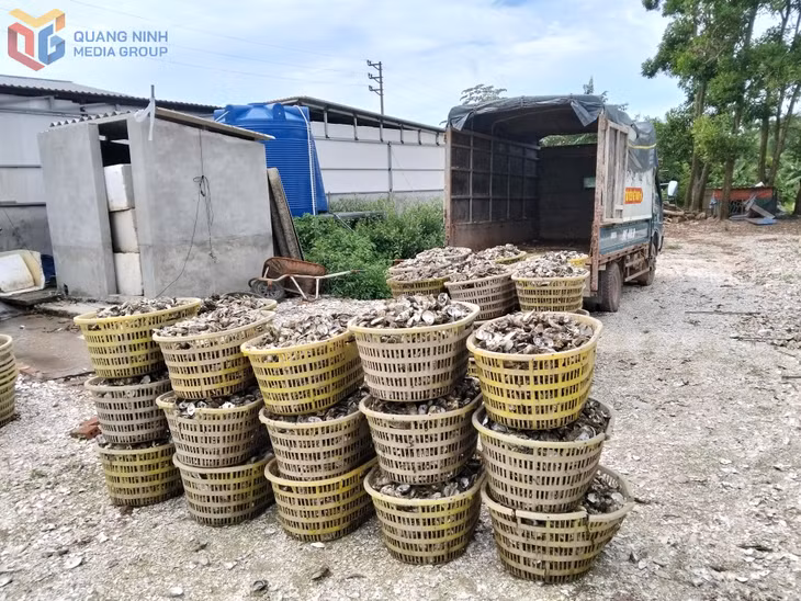 Hàu thu hoạch chuẩn bị sơ chế tại một cơ sở sơ chế hàu tại thôn Phúc Tiến, xã Đầm Hà.