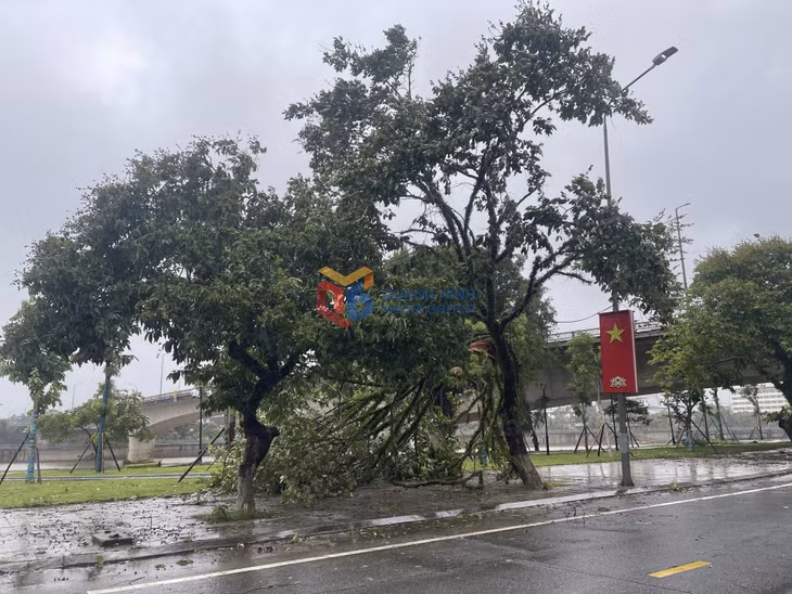 Gió giật cấp 6,7 nhiều cây xanh bị gãy đổ tại khu vực các phường Móng Cái ảnh 6 Gió giật cấp 6,7 nhiều cây xanh bị gãy đổ tại khu vực các phường Móng Cái ảnh 6