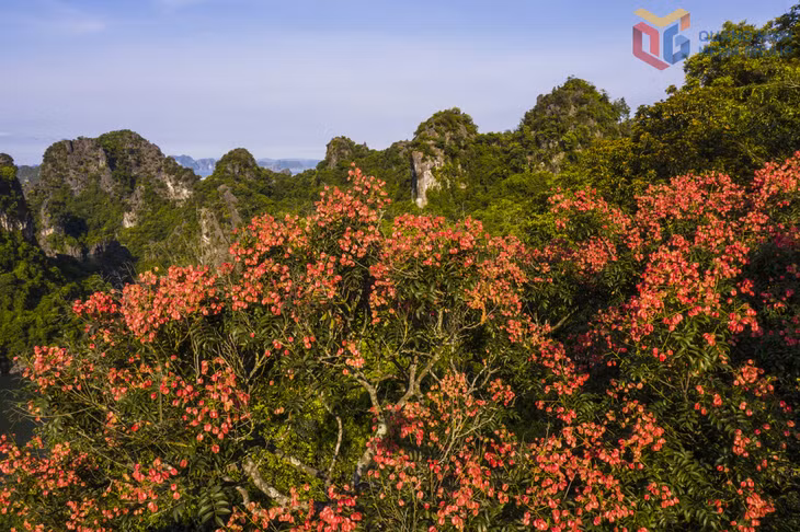Cây bông mộc cổ thụ vào mùa bung nở, khoe vẻ đẹp giữa núi đá kỳ vĩ.