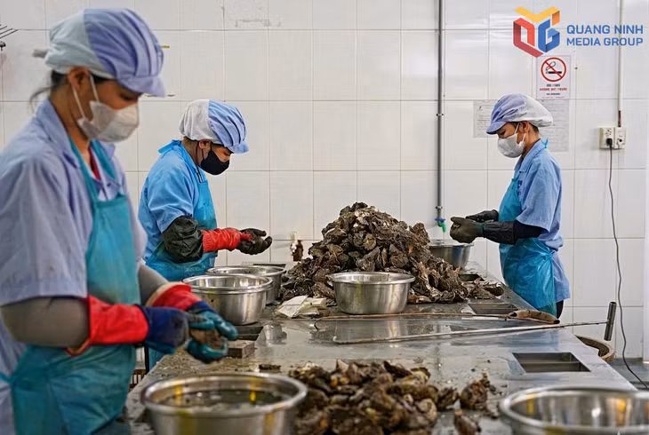Công nhân Công ty TNHH Sản xuất và Thương mại Thủy sản Quảng Ninh (Bavabi) sơ chế hàu trước khi đưa vào chế biến