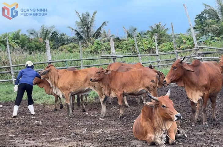 Tiêm phòng trên gia súc lớn ở Đông Triều.