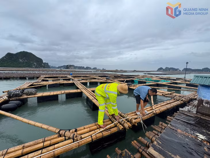 Đội CSĐT, Phòng CSGT hỗ trợ chủ lồng bè nuôi trồng thủy hải sản Khu Đầu Đá, phường Tuần Châu kiểm tra, gia cố lại lồng bè.