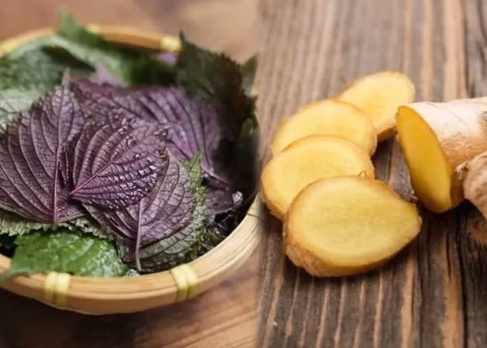 Ít ai biết lá tía tô không chỉ là rau gia vị quen thuộc mà còn chứa nhiều hoạt chất có lợi, kết hợp với gừng có thể hỗ trợ giải cảm, giảm ho. (Ảnh minh hoạ)