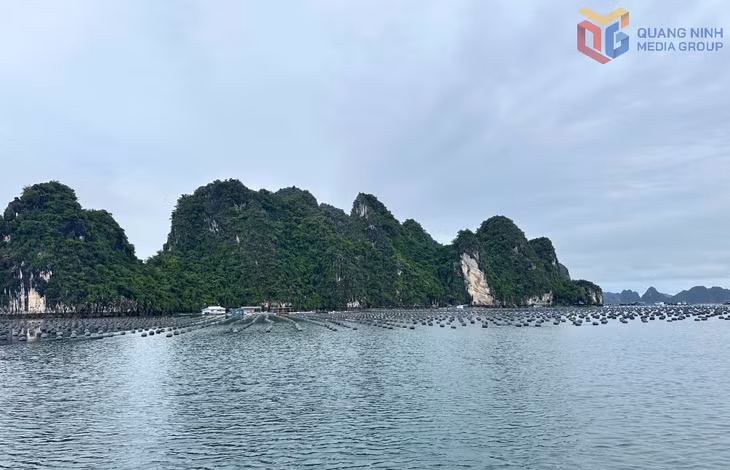 Khu vực đảo Ông Cụ có khoảng 154,5ha mặt nước, hiện có 76 hộ dân đang nuôi cá lồng bè ổn định và được quy hoạch trở thành vùng nuôi biển tập trung. 