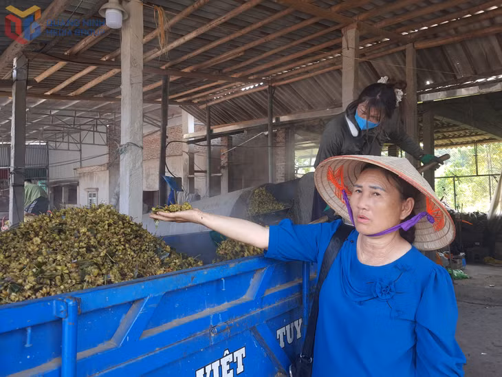 Đại diện HTX quế hồi Chu Phượng thu mua sản phẩm hồi để chế biến.
